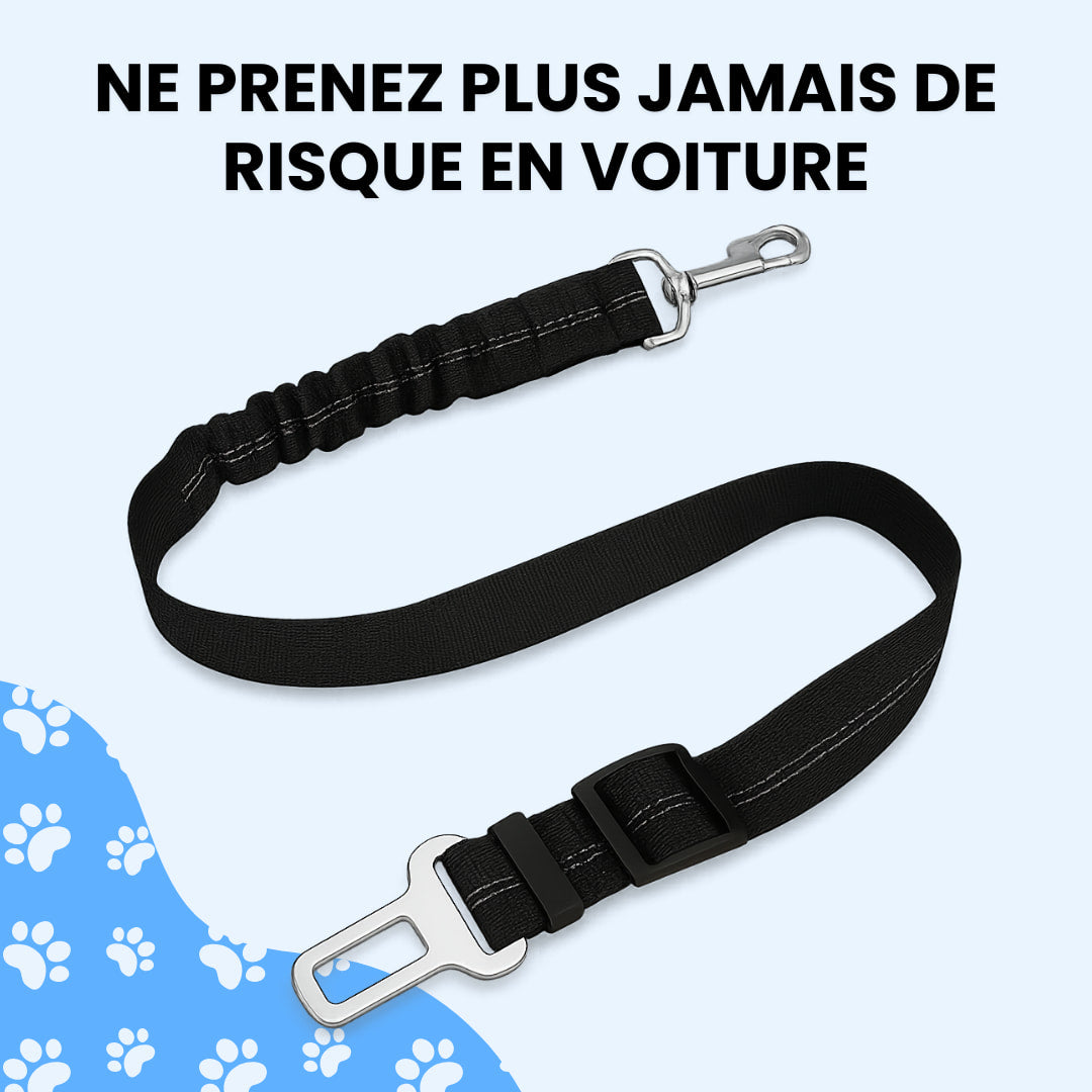 Ceinture sécurité pour animaux