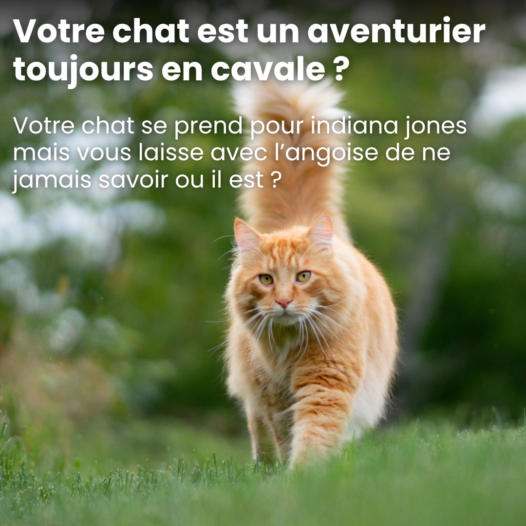 Collier GPS LoPotitChat