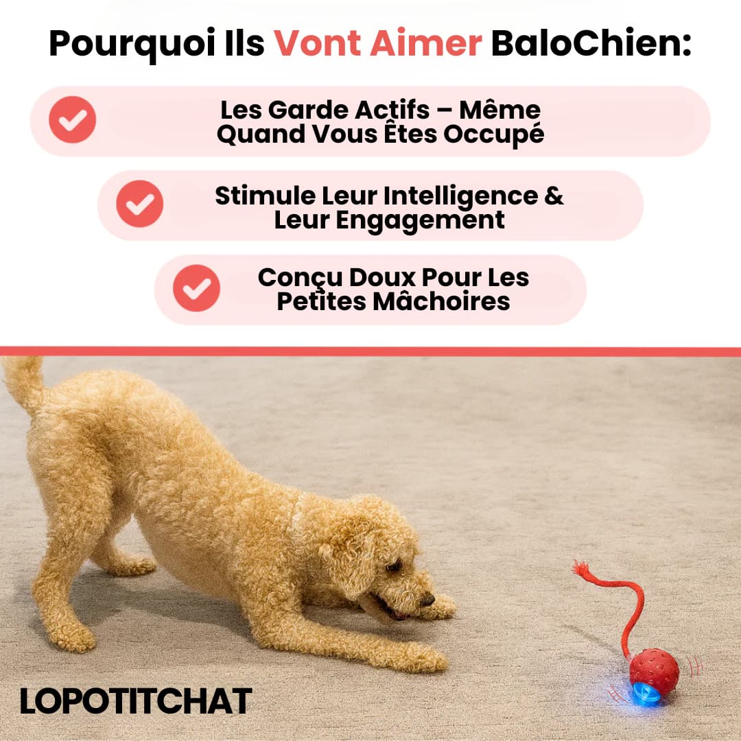 BalloChien - Pour qu'il s'amuse même si vous n'êtes pas la