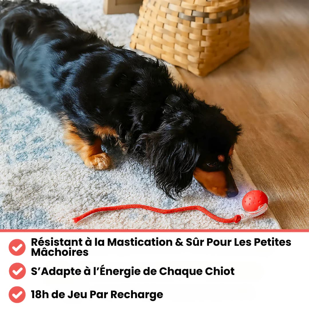 BalloChien - Pour qu'il s'amuse même si vous n'êtes pas la